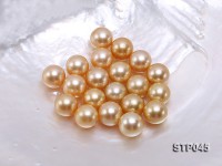 13.5-14.5mm Golden Round South Sea Pearl